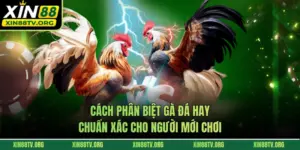 Cách Phân Biệt Gà Đá Hay Chuẩn Xác Cho Người Mới Chơi