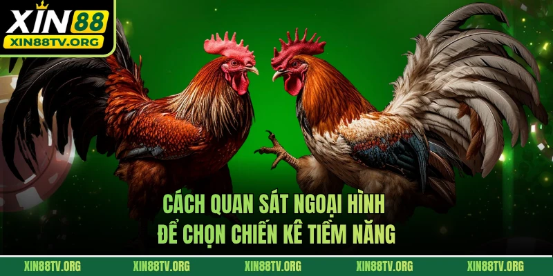 Cách quan sát ngoại hình để chọn chiến kê tiềm năng