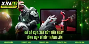 Đá Gà Cựa Sắt Rút Tiền Ngay - Tổng Hợp Bí Kíp Thắng Lớn
