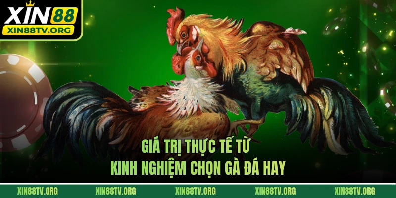 Giá trị thực tế từ kinh nghiệm chọn gà đá hay