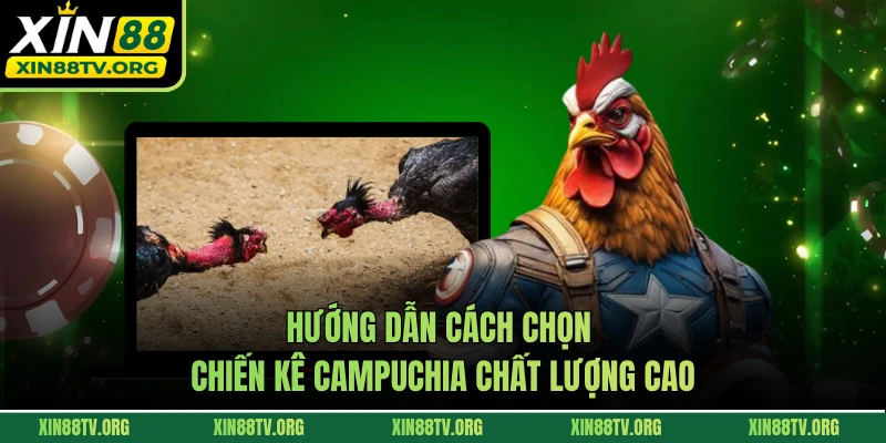Hướng dẫn cách chọn chiến kê Campuchia chất lượng cao
