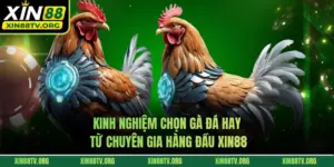 Kinh Nghiệm Chọn Gà Đá Hay Từ Chuyên Gia Hàng Đầu XIN88