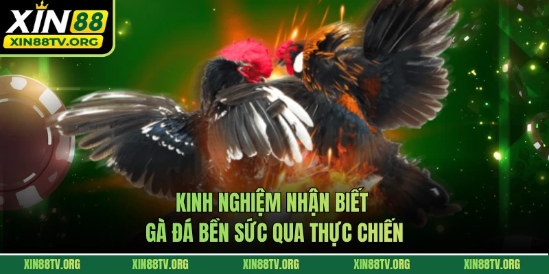 Kinh nghiệm nhận biết gà đá bền sức qua thực chiến