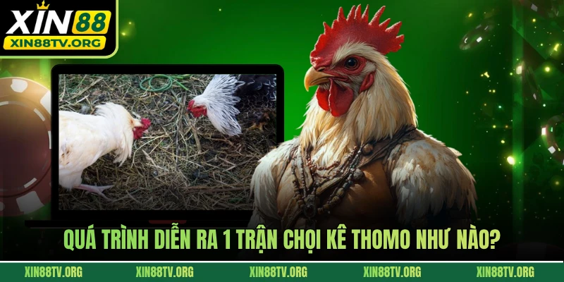 Quá trình diễn ra 1 trận chọi kê Thomo như nào?