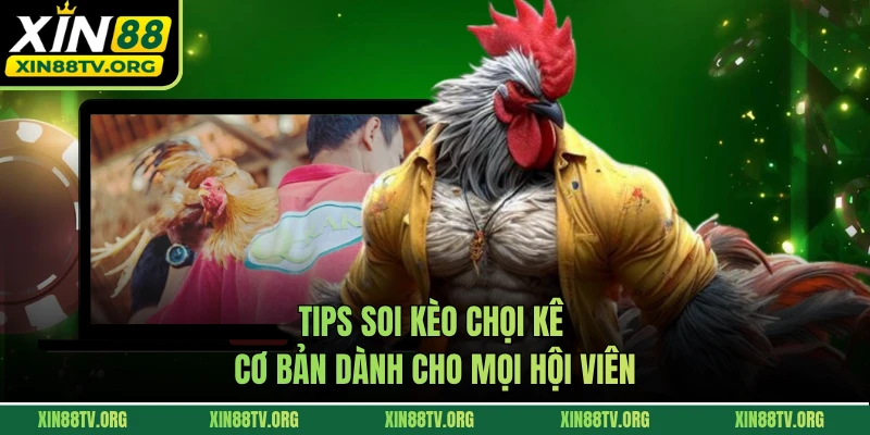 Tips soi kèo chọi kê cơ bản dành cho mọi hội viên