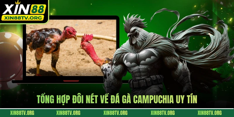 Tổng hợp đôi nét về đá gà Campuchia uy tín